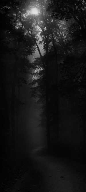 Dark Forest Wallpaper