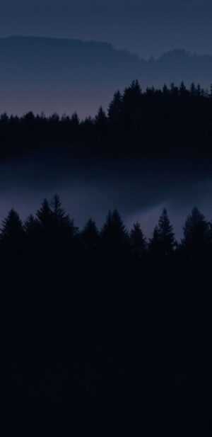 Dark Forest Wallpaper