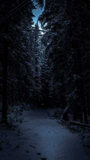 Dark Forest Wallpaper