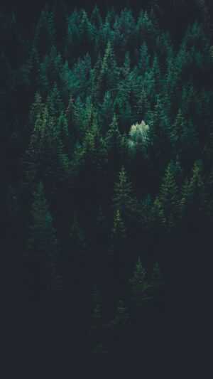 Dark Forest Wallpaper