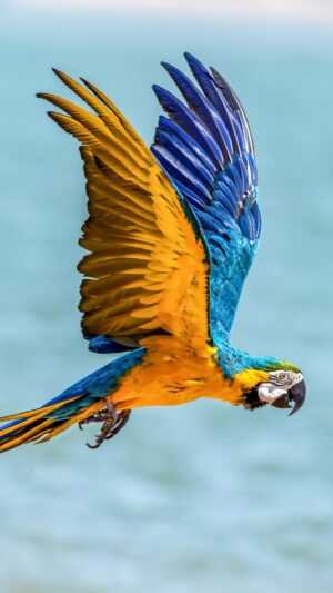 Parrot Wallpaper