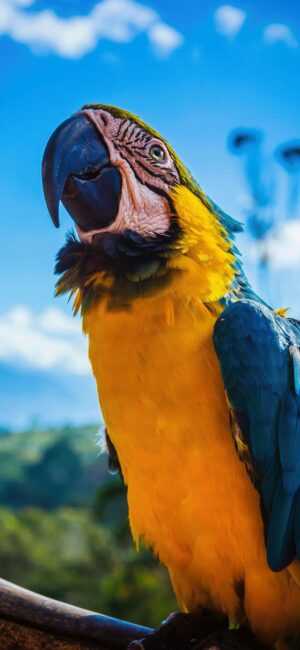 Parrot Wallpaper