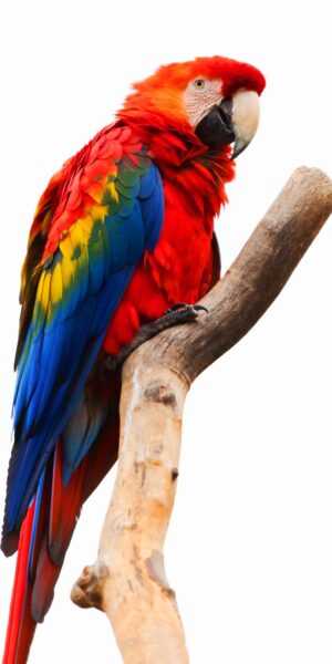 Parrot Wallpaper