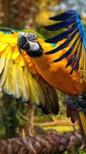 Parrot Wallpaper