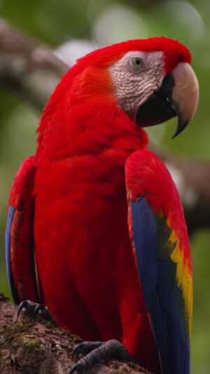 Parrot Wallpaper