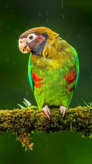 Parrot Wallpaper