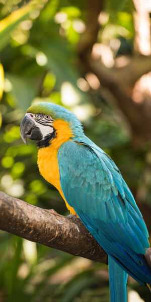 Parrot Wallpaper