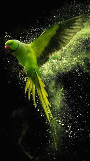 Parrot Wallpaper