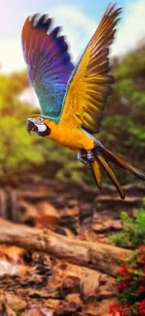 Parrot Wallpaper - iXpap