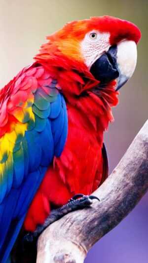 Parrot Wallpaper