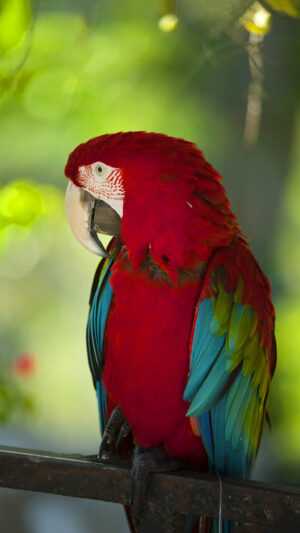 Parrot Wallpaper