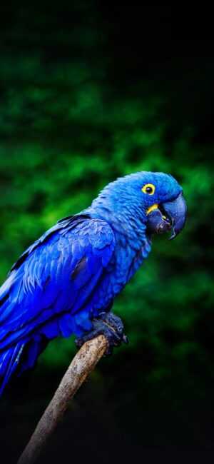 Parrot Wallpaper