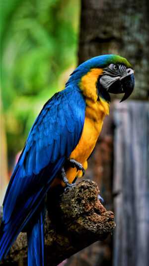 Parrot Wallpaper