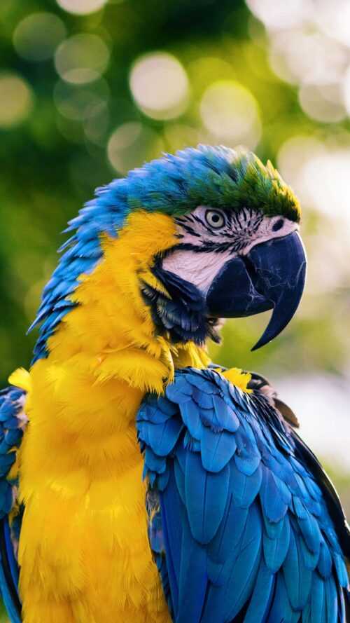Parrot Wallpaper iXpap