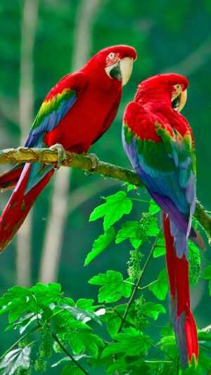 Parrot Wallpaper