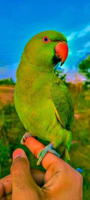 Parrot Wallpaper