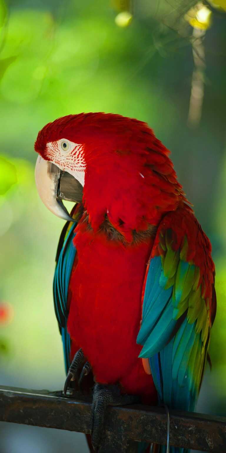 Parrot Wallpaper iXpap
