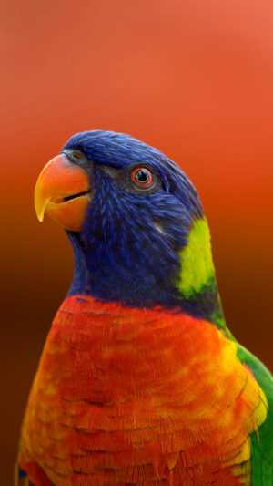 Parrot Wallpaper