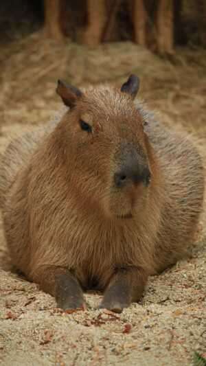 Capybara Wallpaper