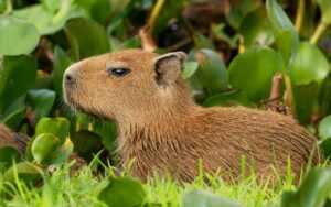 Capybara Wallpaper