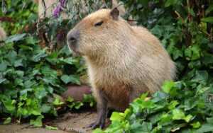 Capybara Wallpaper