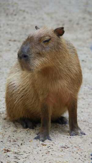 Capybara Wallpaper