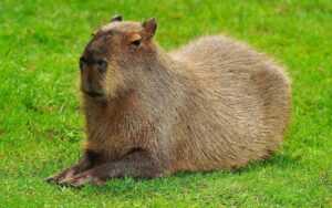 Capybara Wallpaper