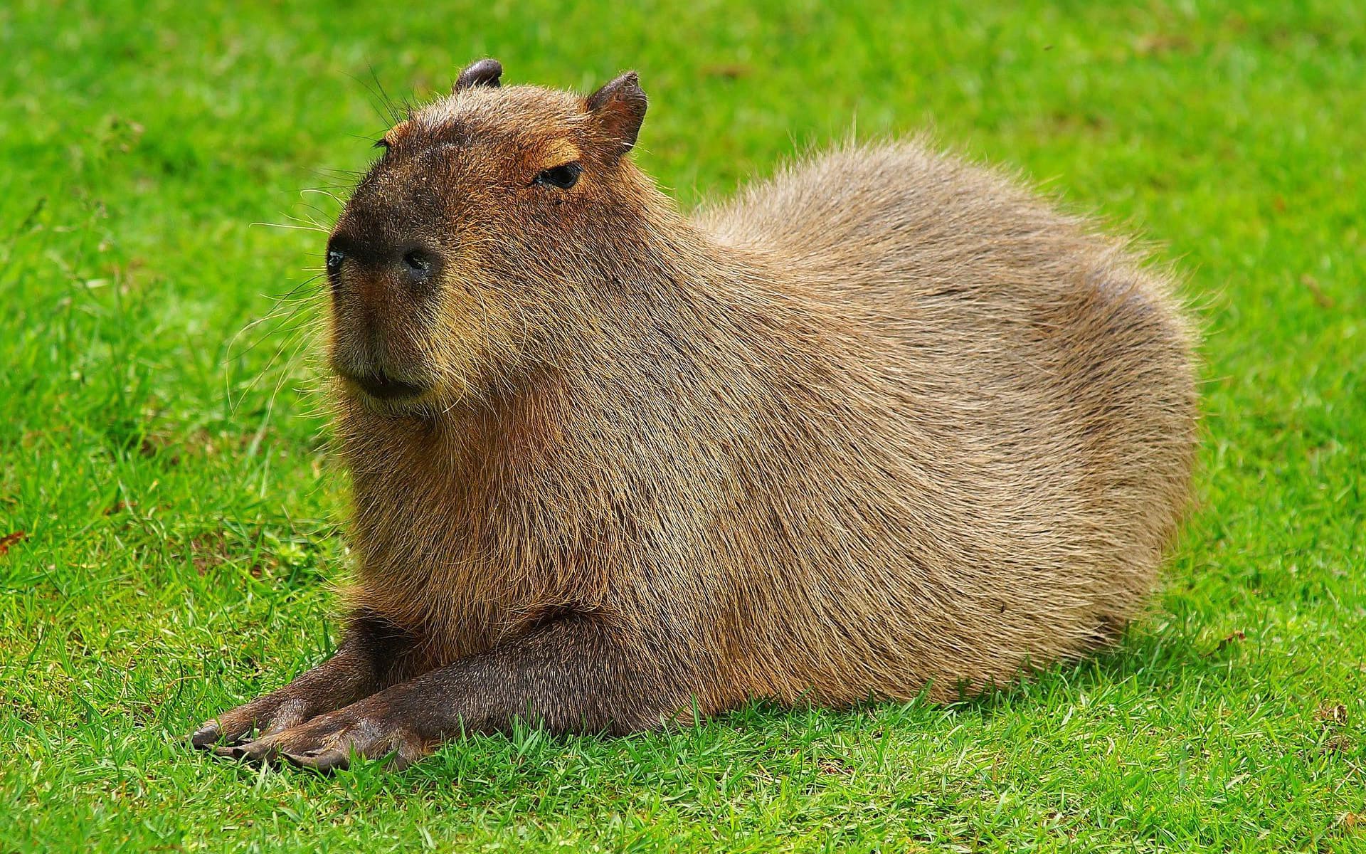 Capybara Wallpaper. 