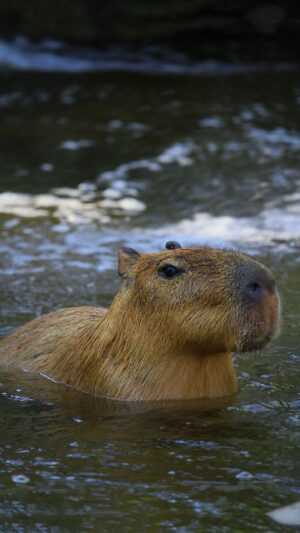 Capybara Wallpaper