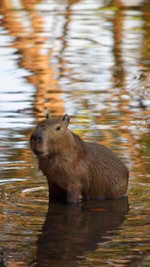 Capybara Wallpaper