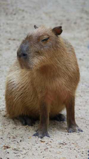 Capybara Wallpaper