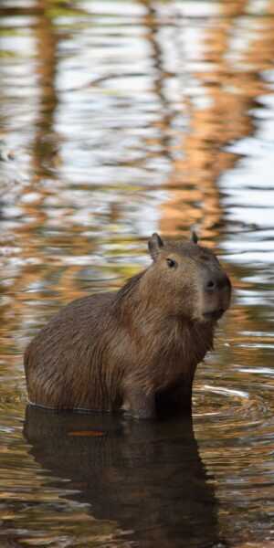 Capybara Wallpaper