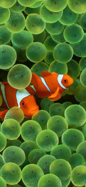 Clownfish Wallpaper