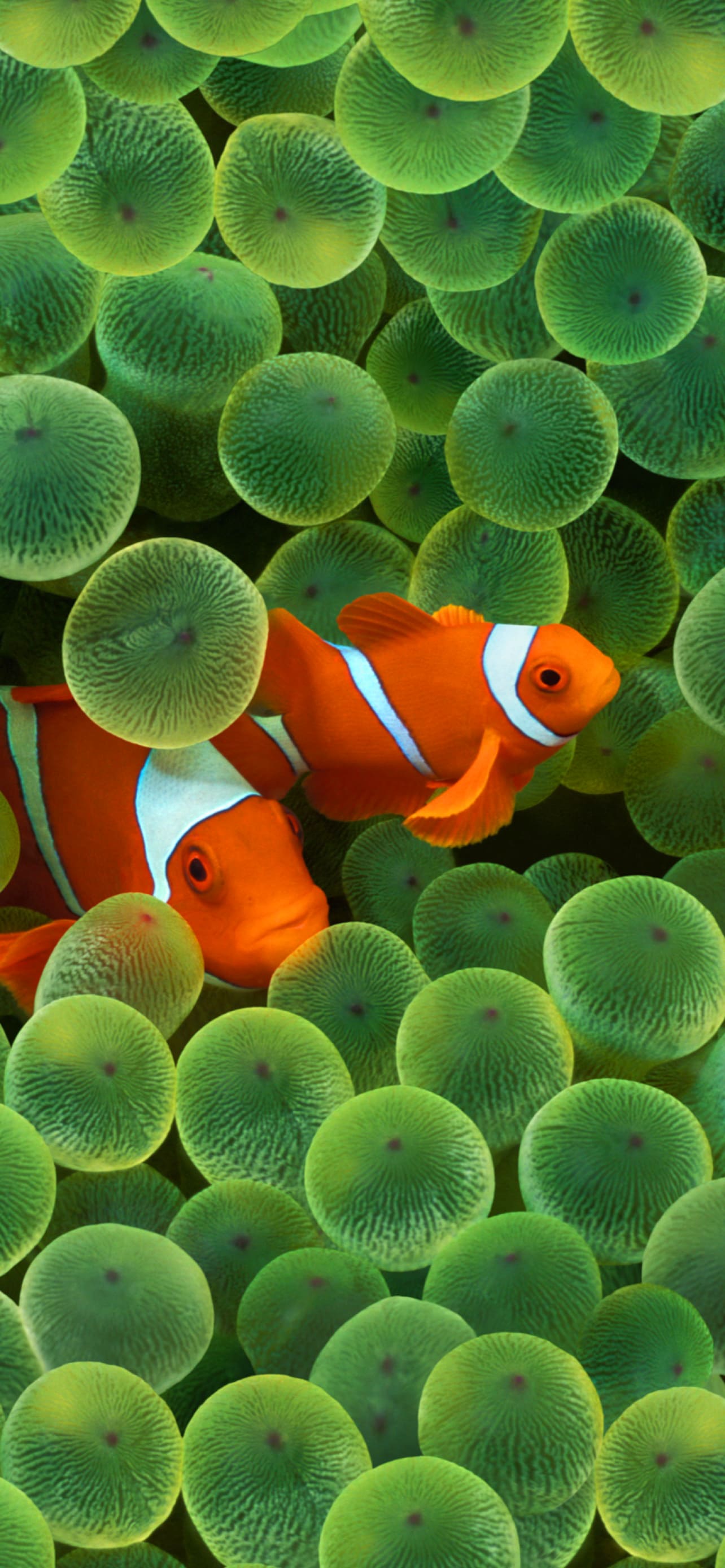 10+ Clownfish Phone Wallpapers - Mobile Abyss