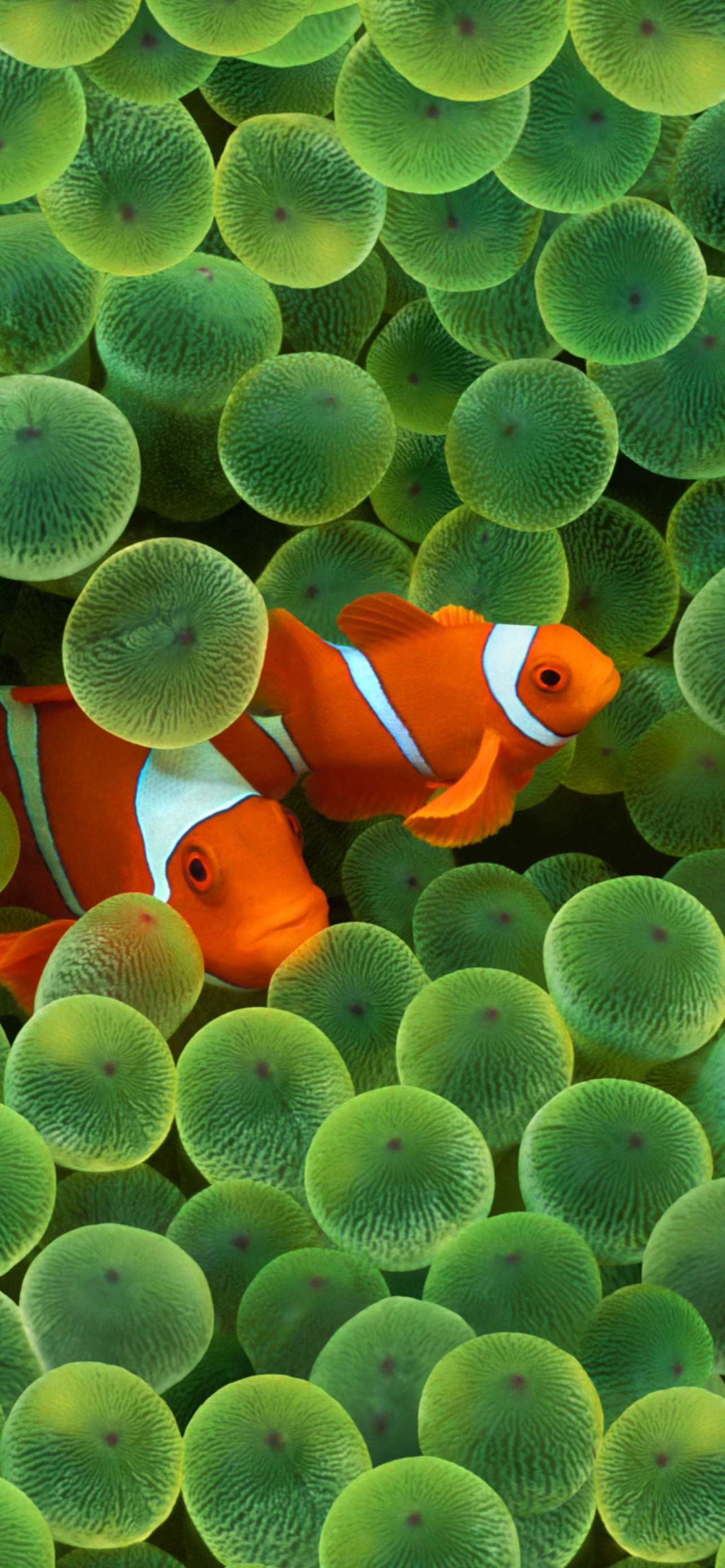 10+ Clownfish Phone Wallpapers - Mobile Abyss