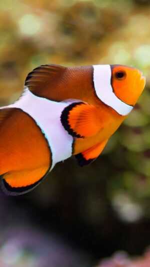 Clownfish Wallpaper