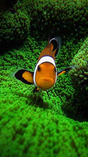 Clownfish Wallpaper