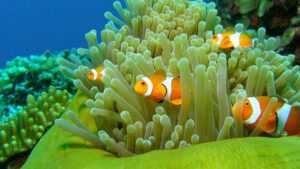 Clownfish Wallpaper