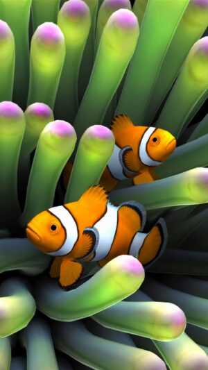 Clownfish Wallpaper