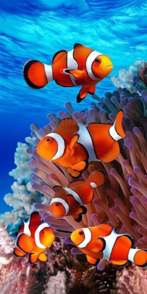 Clownfish Wallpaper