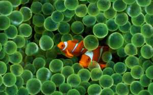 Clownfish Wallpaper