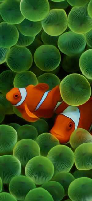 Clownfish Wallpaper