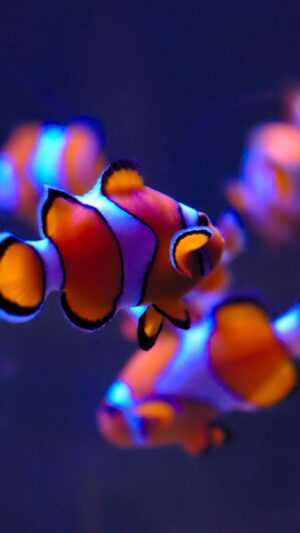 Clownfish Wallpaper