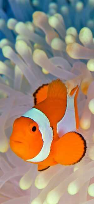 Clownfish Wallpaper