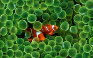 Clownfish Wallpaper