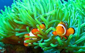 Clownfish Wallpaper