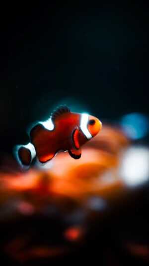 Clownfish Wallpaper