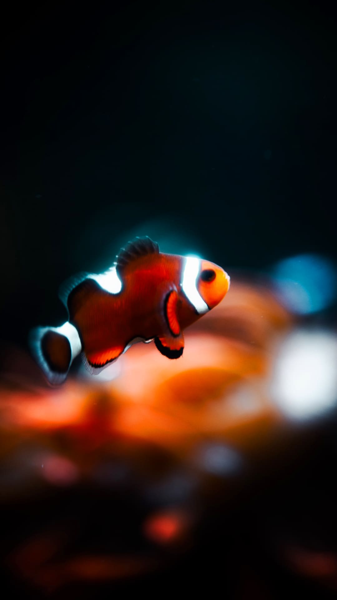 Clownfish HD wallpaper | Pxfuel
