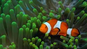 Clownfish Wallpaper