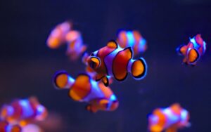 Clownfish Wallpaper Desktop